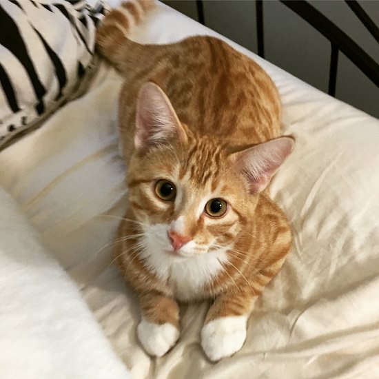Home Remedies For Pillow Foot In Cats2