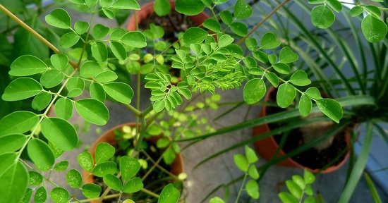 Moringa Benefits for Women2