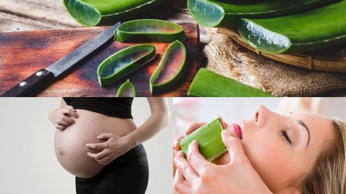 How To Use Aloe Vera For Skin During Pregnancy ⋆ The Health Exchange