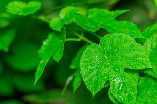 Baking Soda Paste For Poison Ivy Rash 1