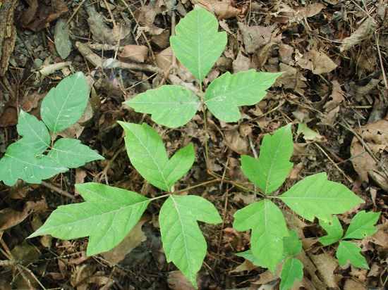 How do you Avoid Poison Ivy Plant Allergy