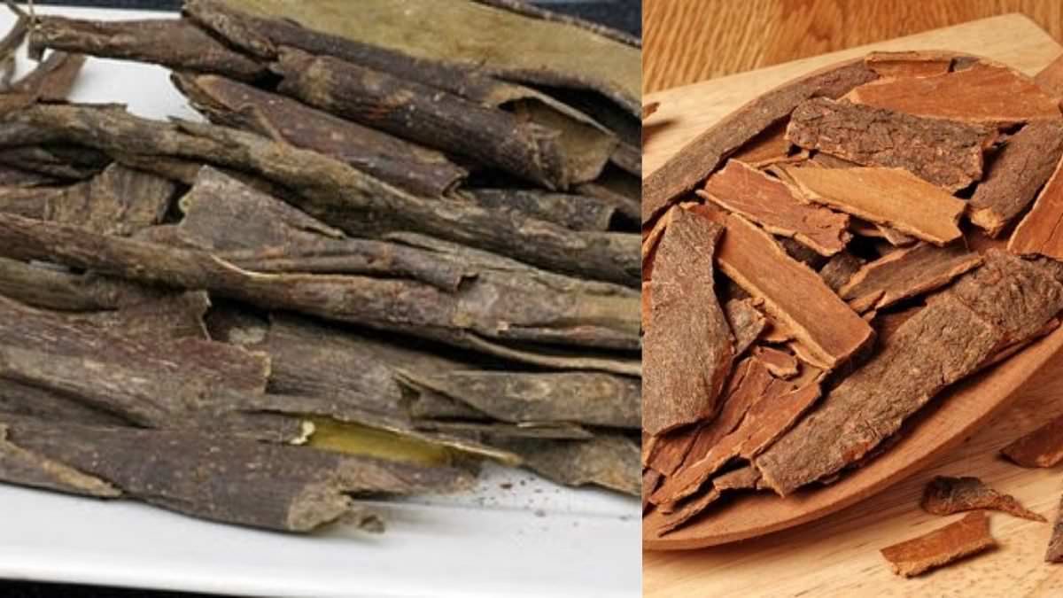 What are the Health Benefits of Mauby Bark? ⋆ The Health Exchange