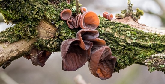 Black Wood Ear Fungus Health Benefits1