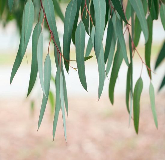 Benefits of Eucalyptus Oil For Hair And Skin1