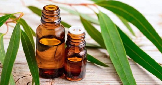 Uses of Eucalyptus Oil