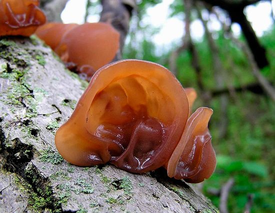 Black Wood Ear Fungus Health Benefits2