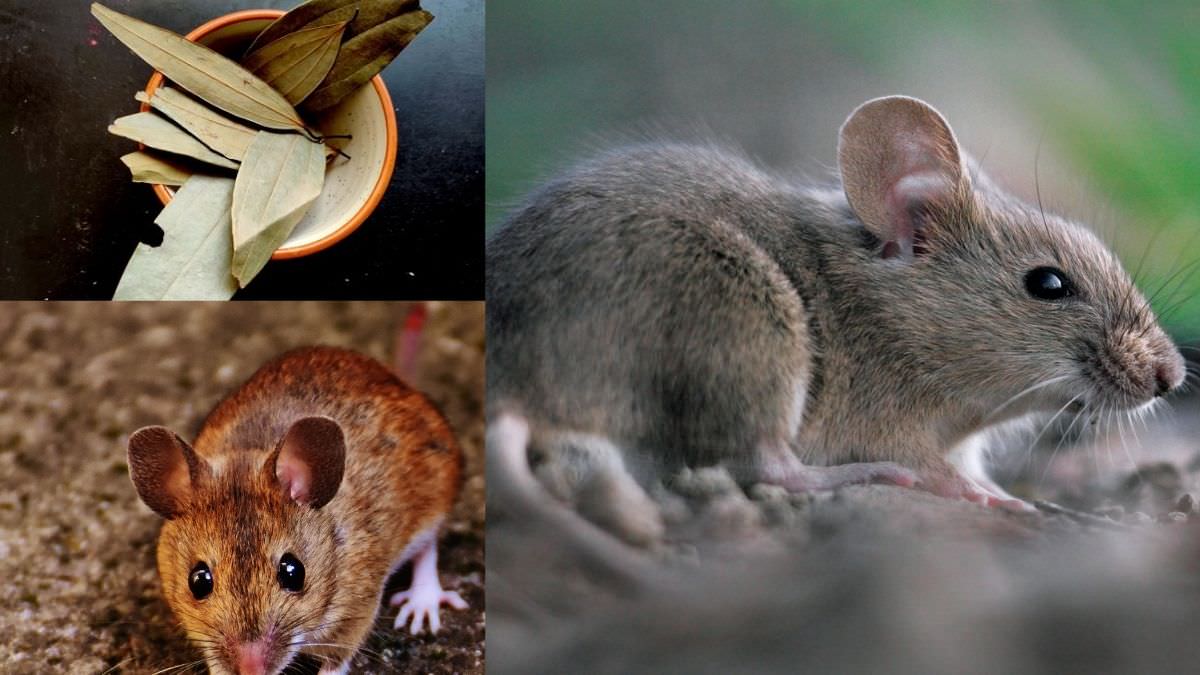 Do Bay Leaves Repel Mice Bay Leaves for Mice ⋆ The Health Exchange