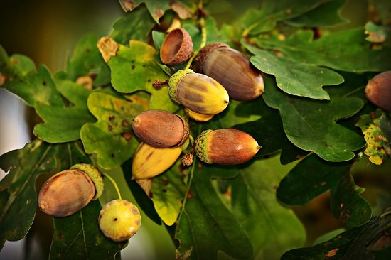 Acorn Jelly Health Benefits1