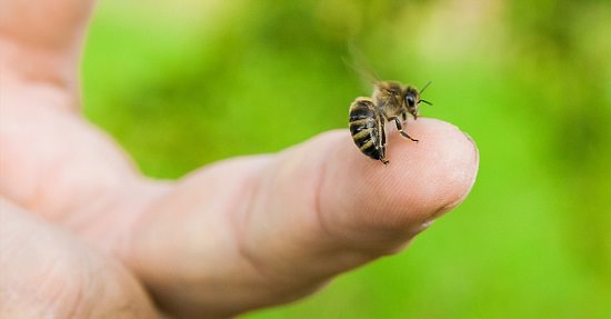 Epsom Salt for Bee Sting2