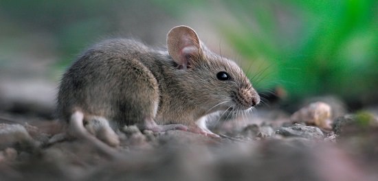 Do Bay Leaves Repel Mice1