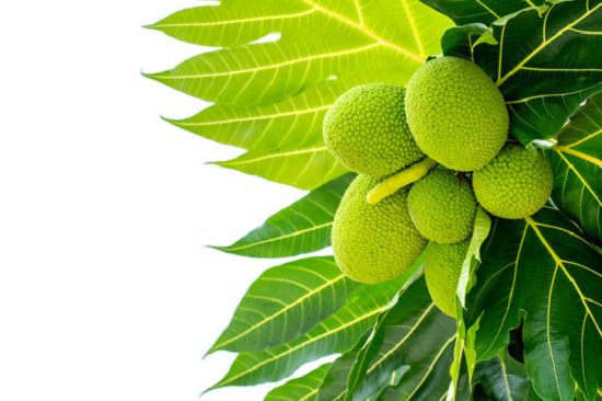 Health Benefits of Breadfruit2