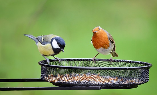 Cod Liver Oil for Birds  1