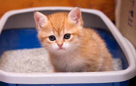 Home Remedies for Constipation in Kittens2