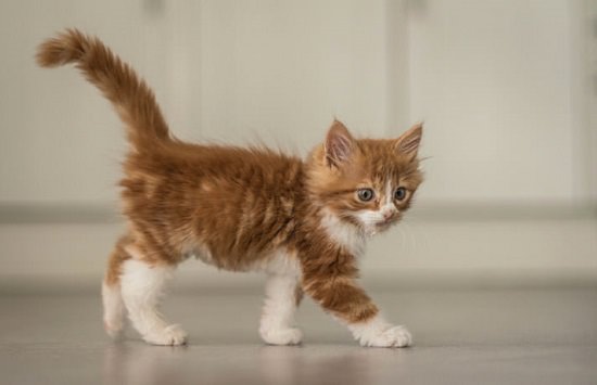 Home Remedies for Constipation in Kittens1