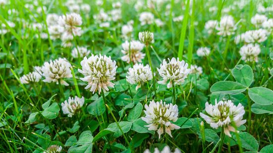 White Clover Benefits3