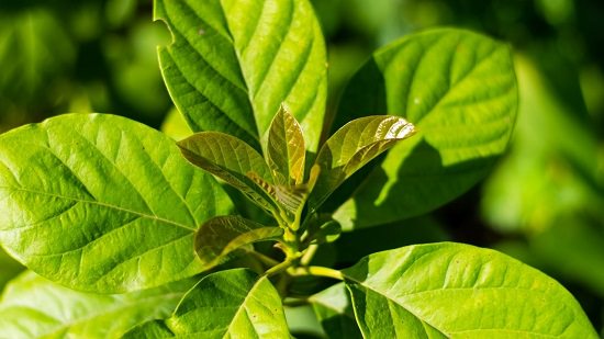 What are Avocado Leaves Useful For1