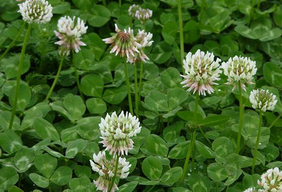 White Clover Benefits1