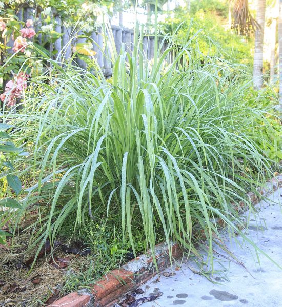 Does Lemongrass Repel Mosquitoes1