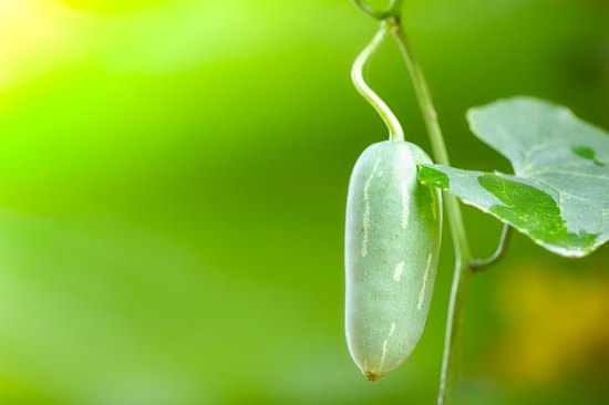 Is Ivy Gourd Keto-Friendly3