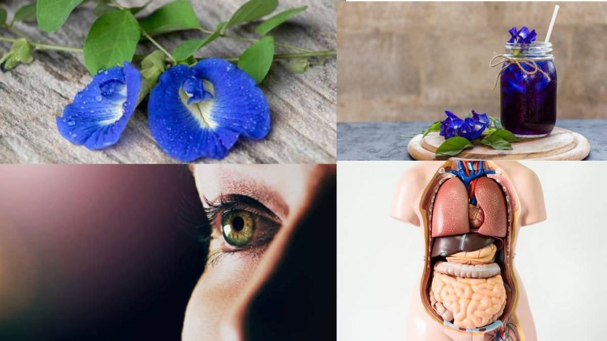 Butterfly Pea Flower Side Effects + Benefits ⋆ The Health Exchange