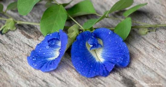 Butterfly Pea Flower Side Effects1