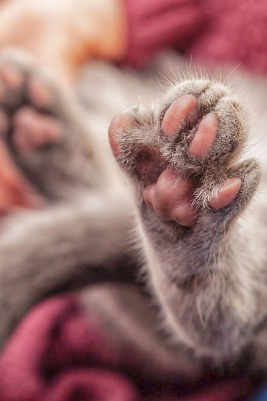 Pododermatitis in Cats | Pillow Foot in Cats ⋆ The Health Exchange