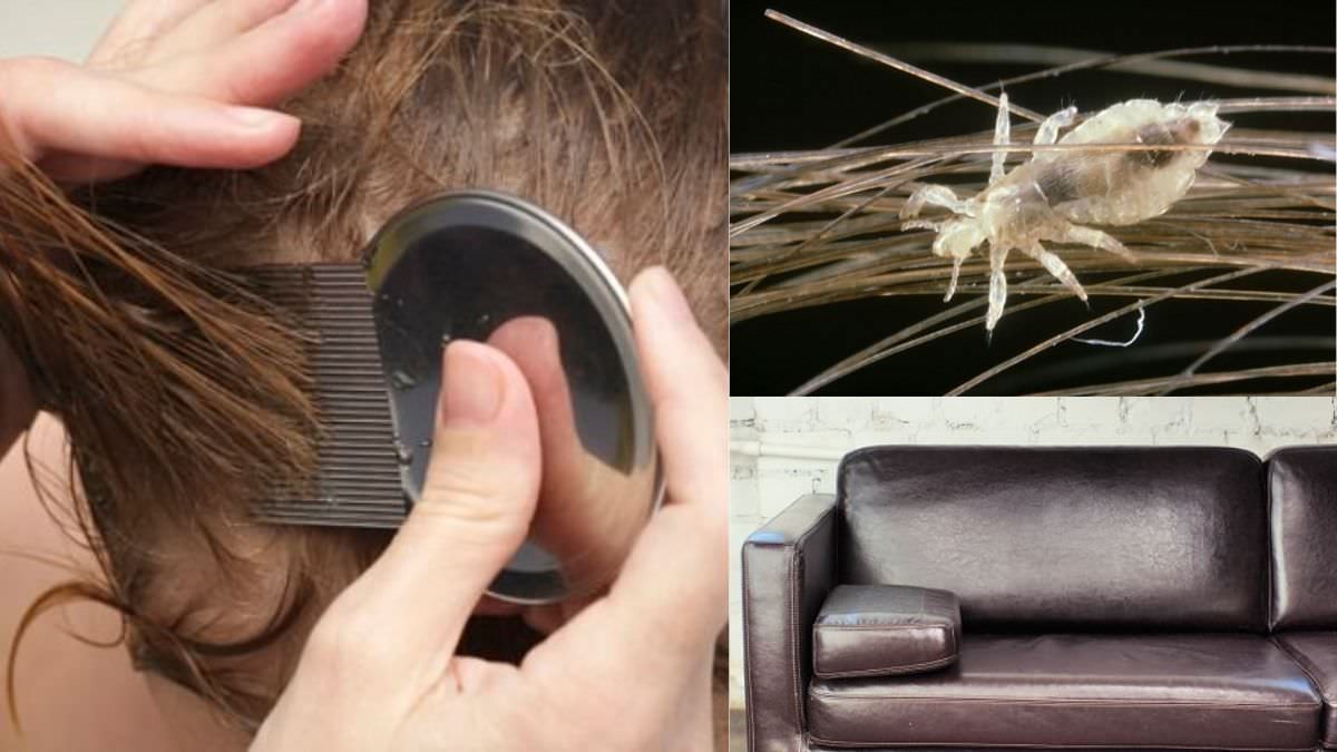 Can Lice Live on Leather Couches Lice on Leather Couches ⋆ The Health