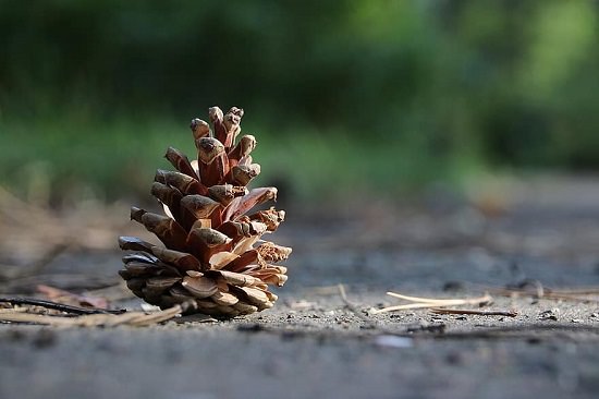 Can Dogs Eat Pine Cones2