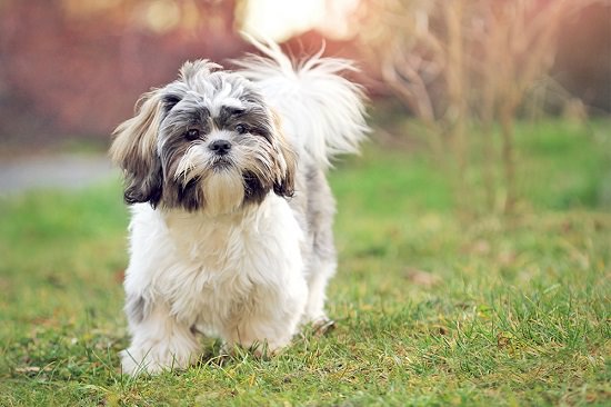 Home Remedies for Fleas In Shih Tzus2