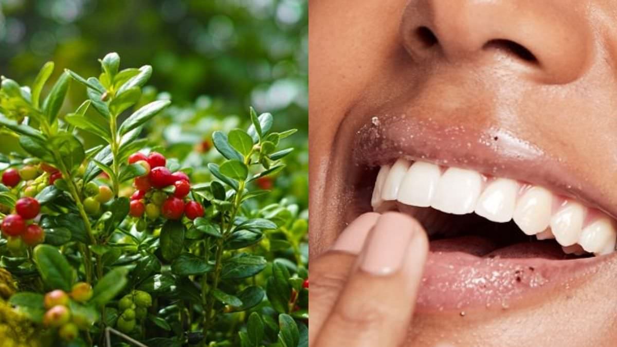 Cranberry Citrus Lip Nourish