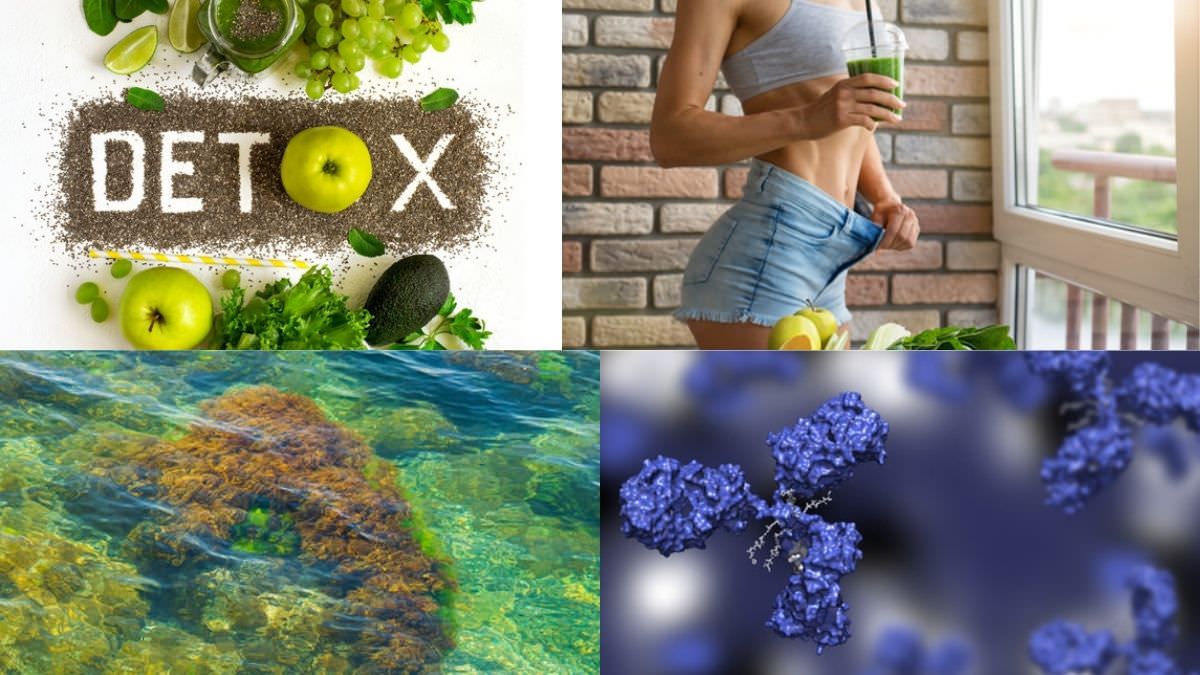 Detox With Sea Moss | Is Sea Moss A Natural Detoxifier ⋆ The Health ...